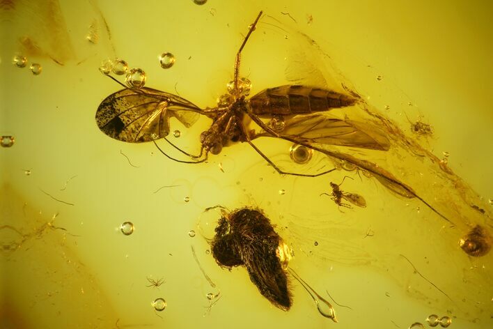 mm Large, Detailed Fossil Fly (Diptera) in Baltic Amber #145421
